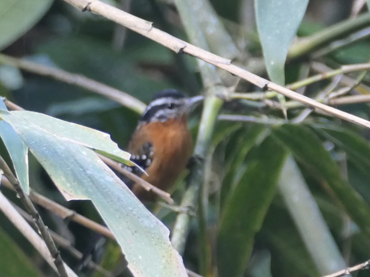 Ferruginous Antbird - ML638730239