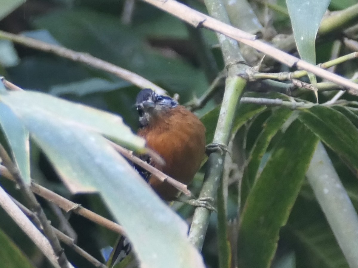 Ferruginous Antbird - ML638730240