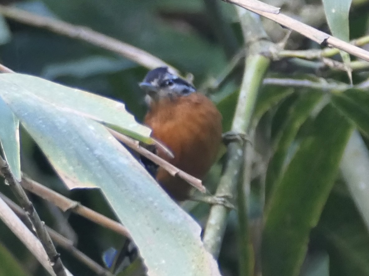 Ferruginous Antbird - ML638730241