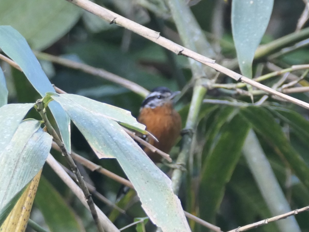 Ferruginous Antbird - ML638730242