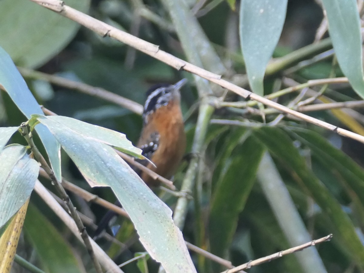 Ferruginous Antbird - ML638730243