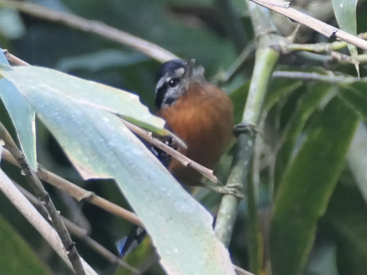 Ferruginous Antbird - ML638730244