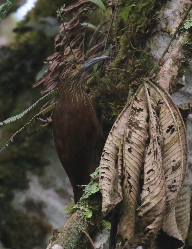 Strong-billed Woodcreeper - ML638730343