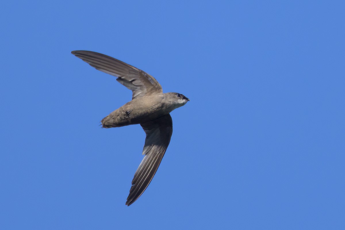 Chimney Swift - ML638730352