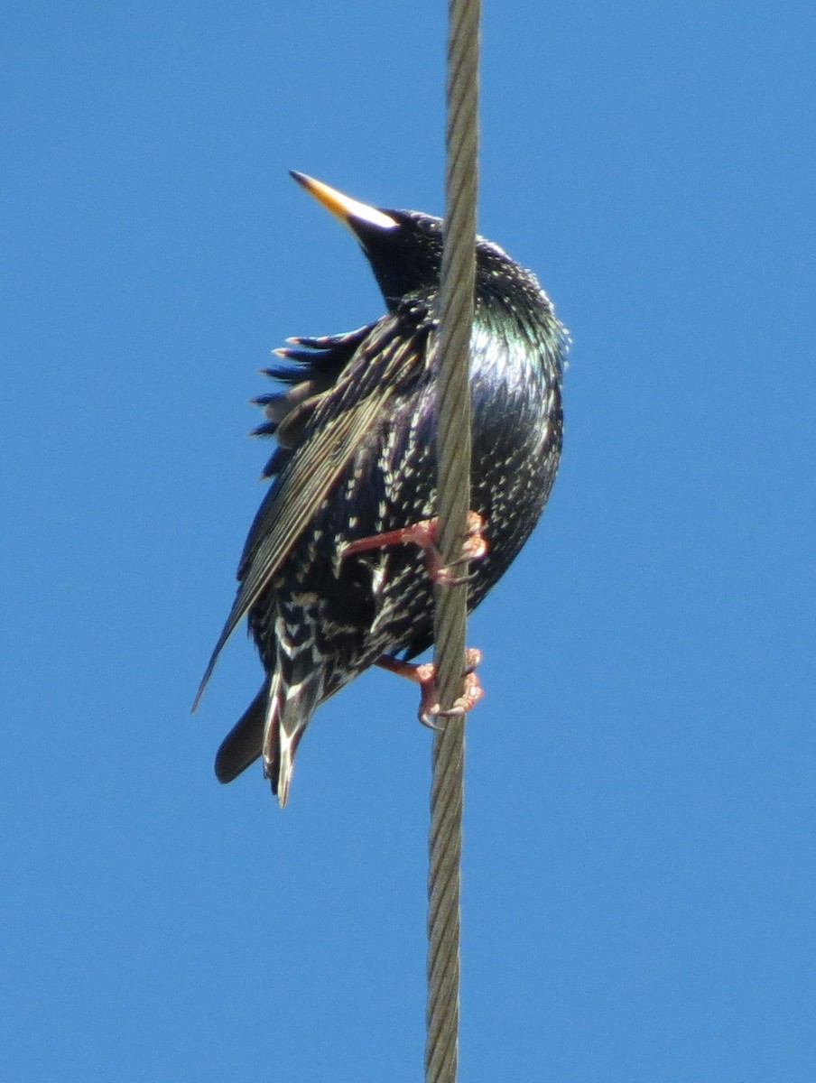 European Starling - ML638730363