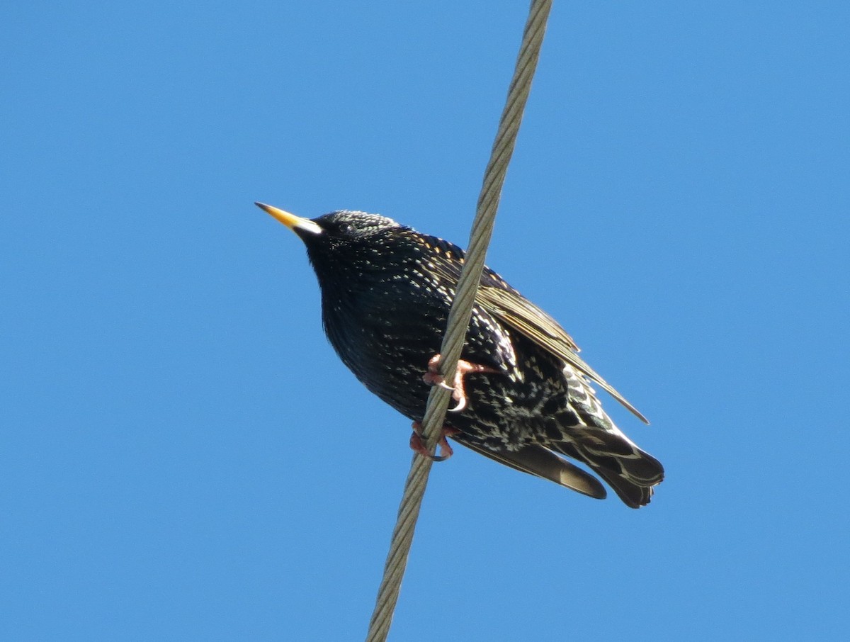 European Starling - ML638730365