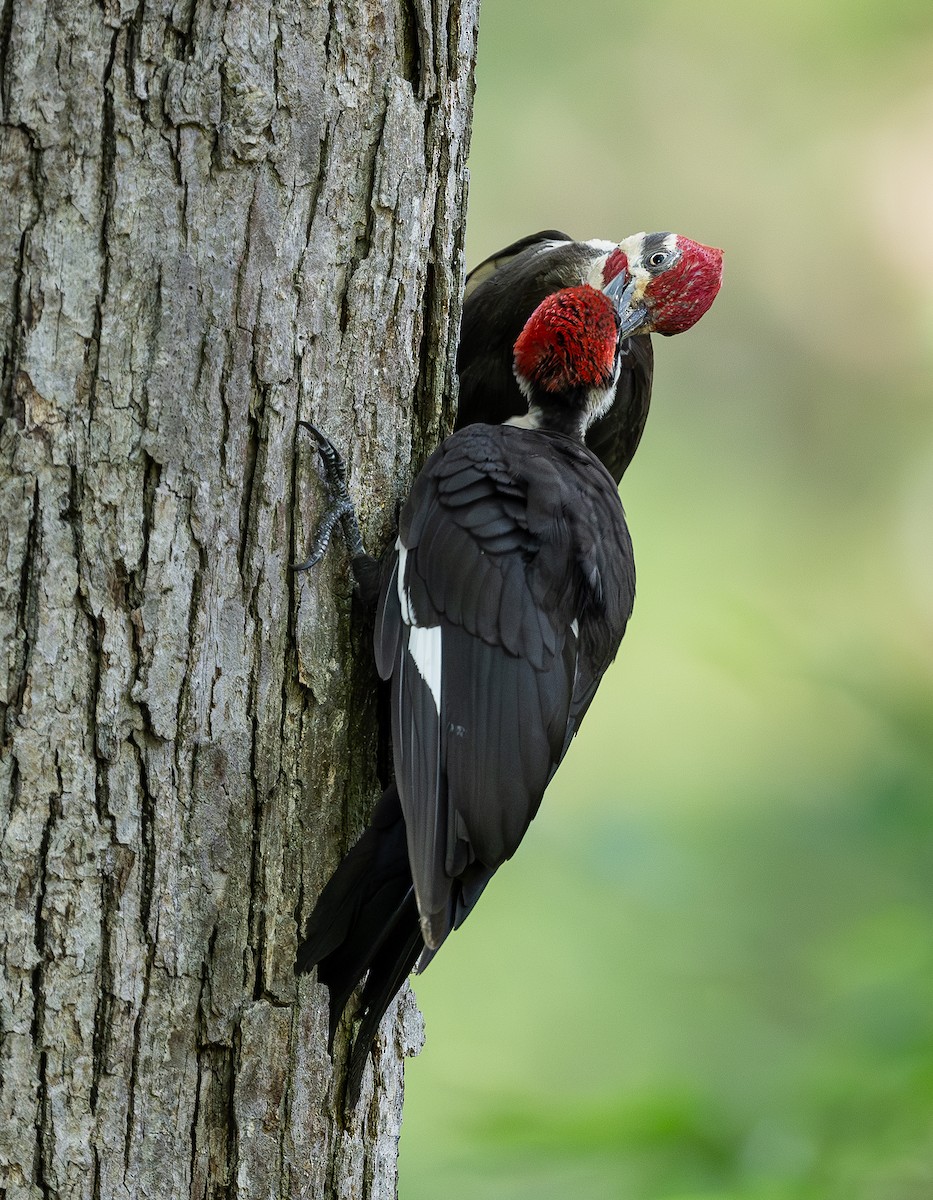 Pileated Woodpecker - ML638730423