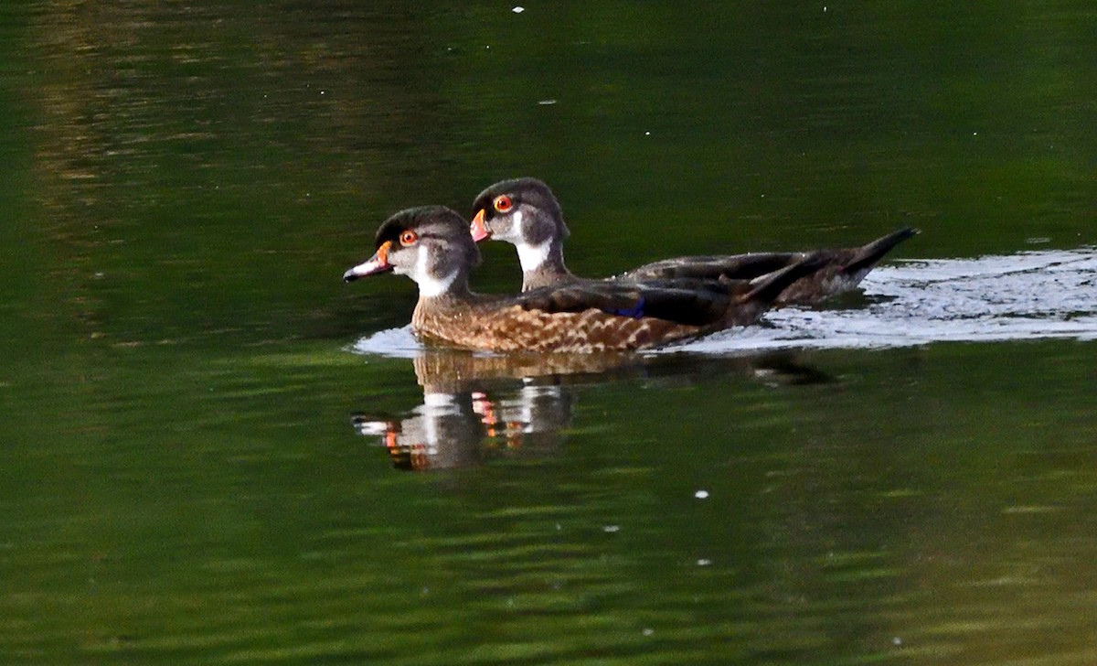 Wood Duck - ML638730427
