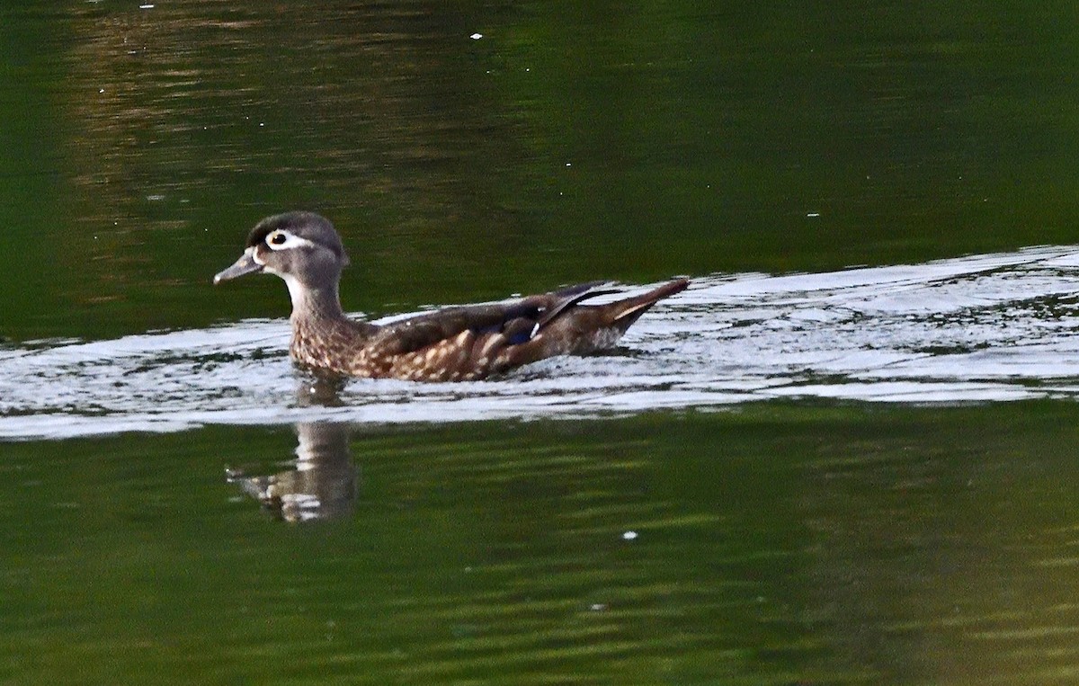 Wood Duck - ML638730428