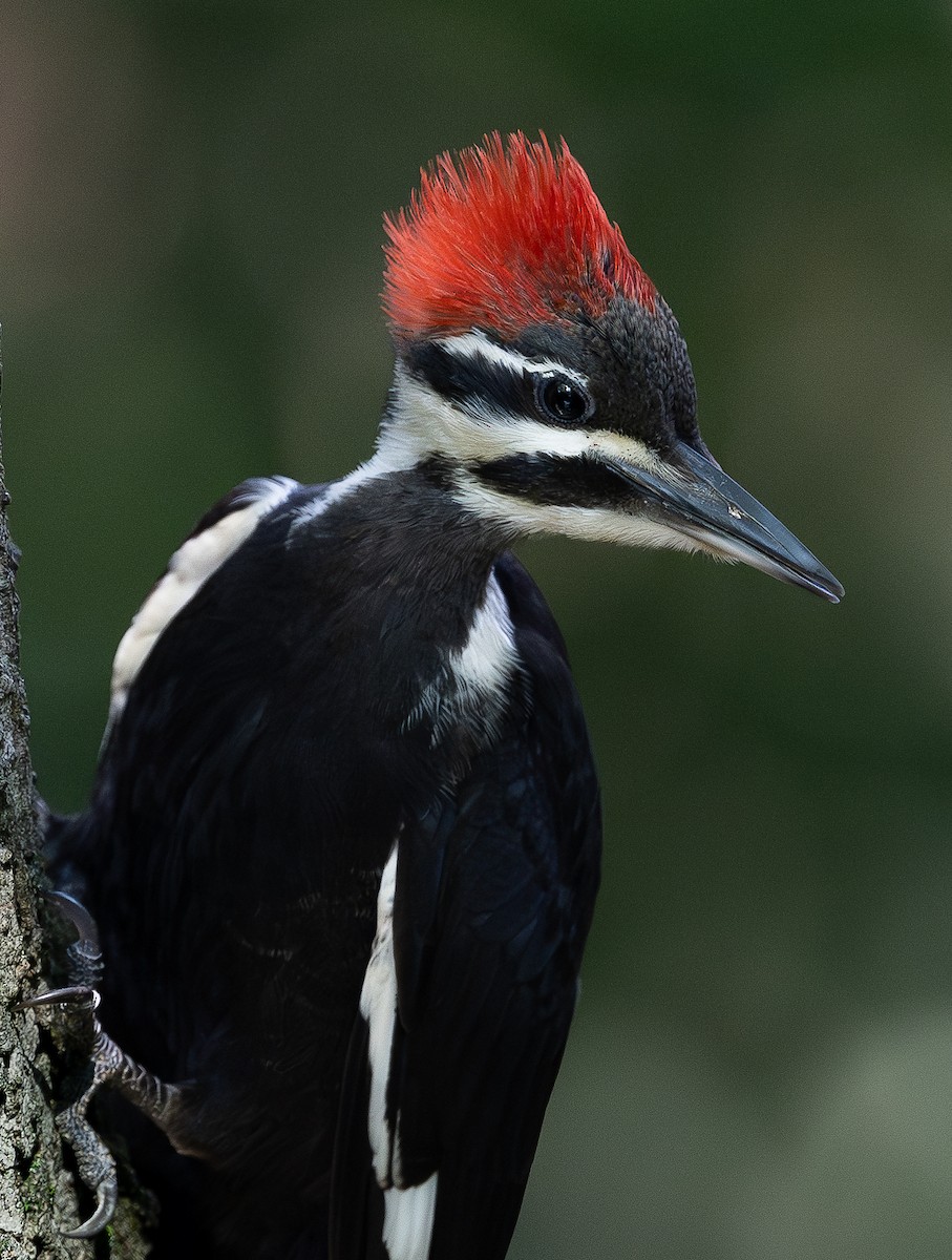 Pileated Woodpecker - ML638730456