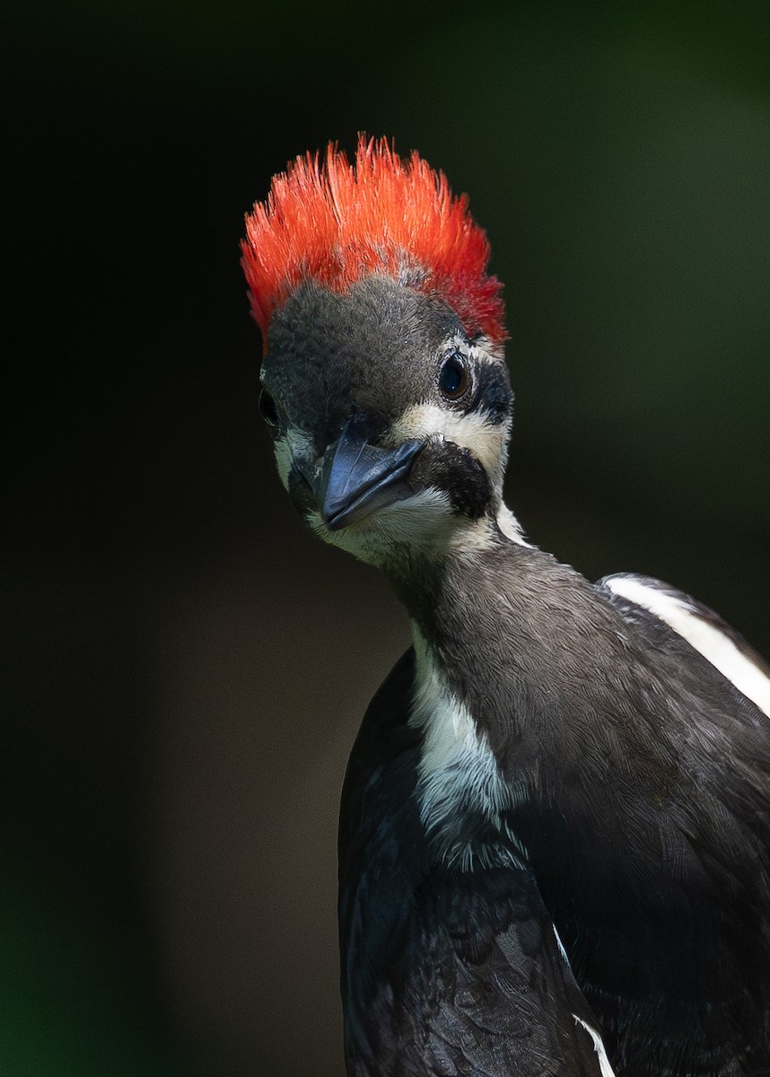 Pileated Woodpecker - ML638730461