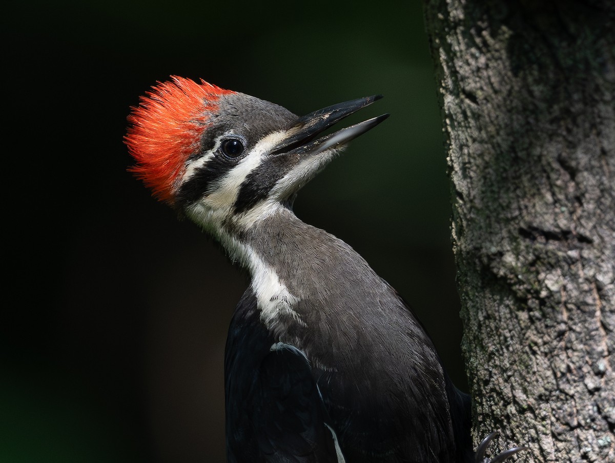 Pileated Woodpecker - ML638730467