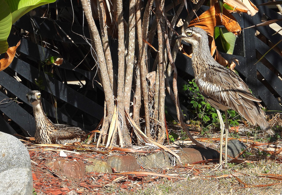 Bush Thick-knee - ML638730476