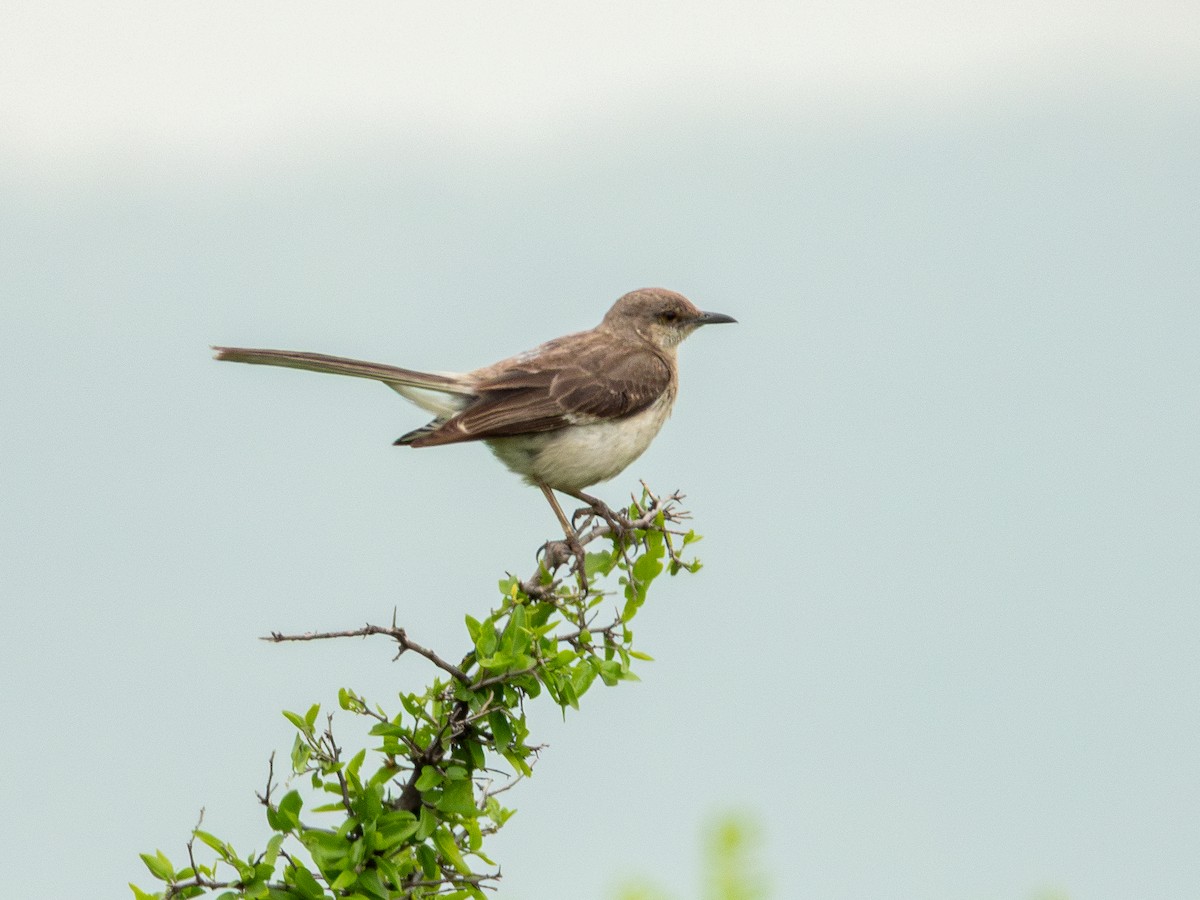 Northern Mockingbird - ML638730484