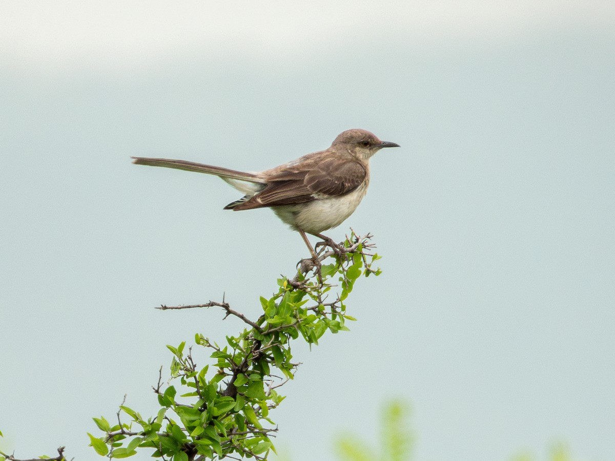 Northern Mockingbird - ML638730485