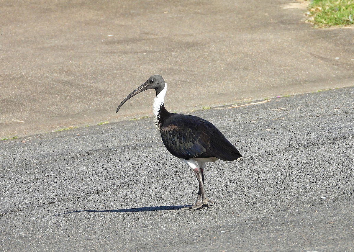 Straw-necked Ibis - ML638730495