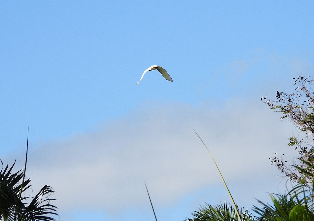 Sulphur-crested Cockatoo - ML638730497