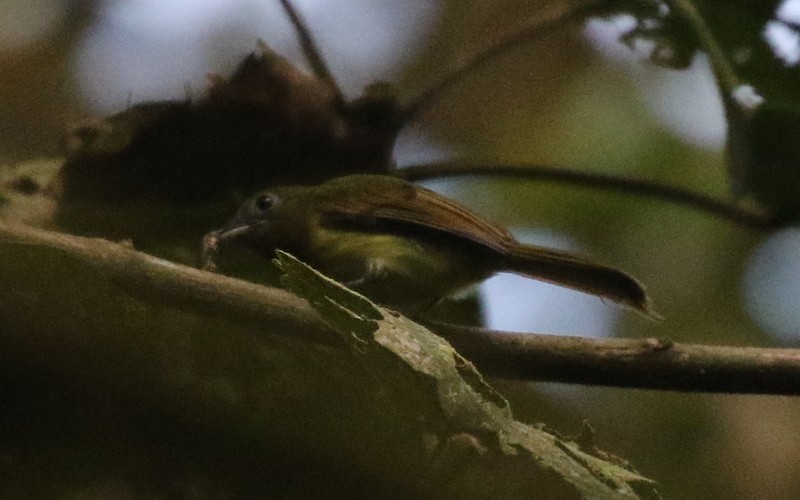 Fulvous-breasted Flatbill - ML638730500