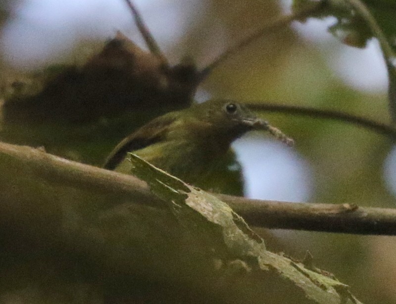 Fulvous-breasted Flatbill - ML638730501