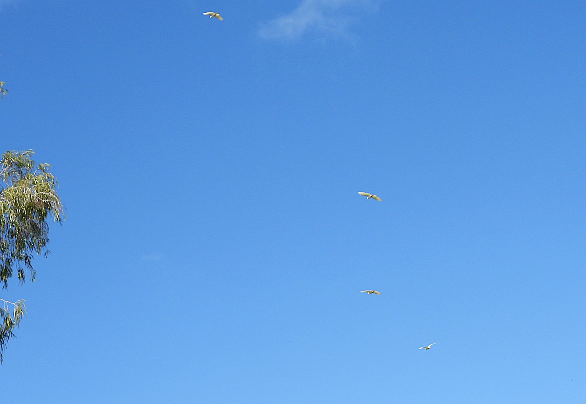 Sulphur-crested Cockatoo - ML638730504