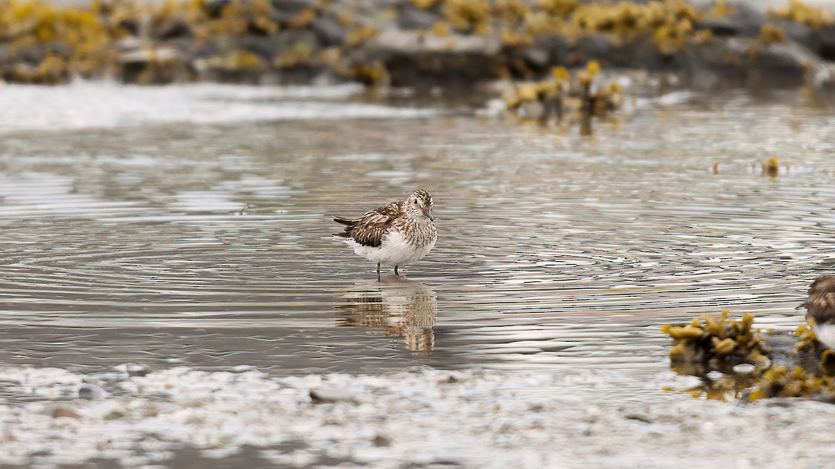 Least Sandpiper - ML638730508
