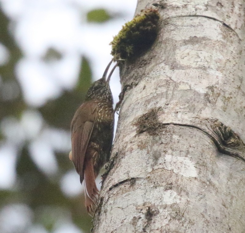 Montane Woodcreeper - ML638730509