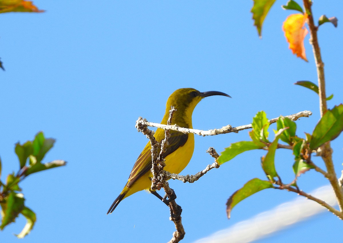 Sahul Sunbird - ML638730522