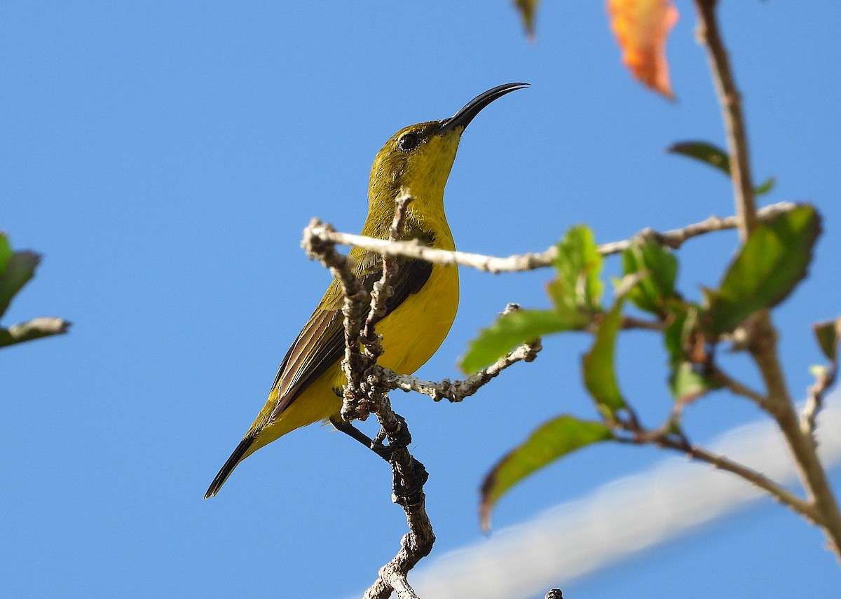 Sahul Sunbird - ML638730533
