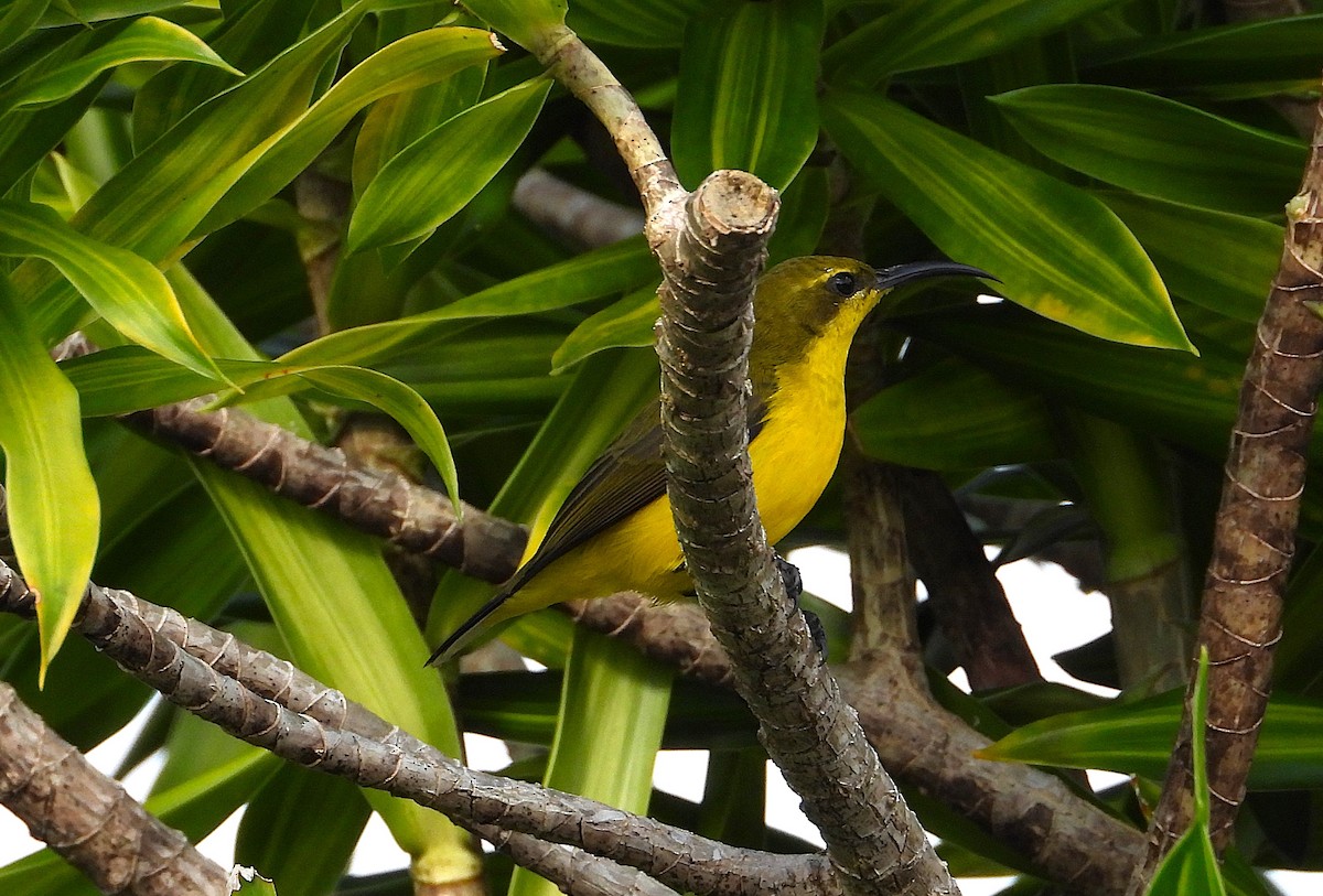 Sahul Sunbird - ML638730537