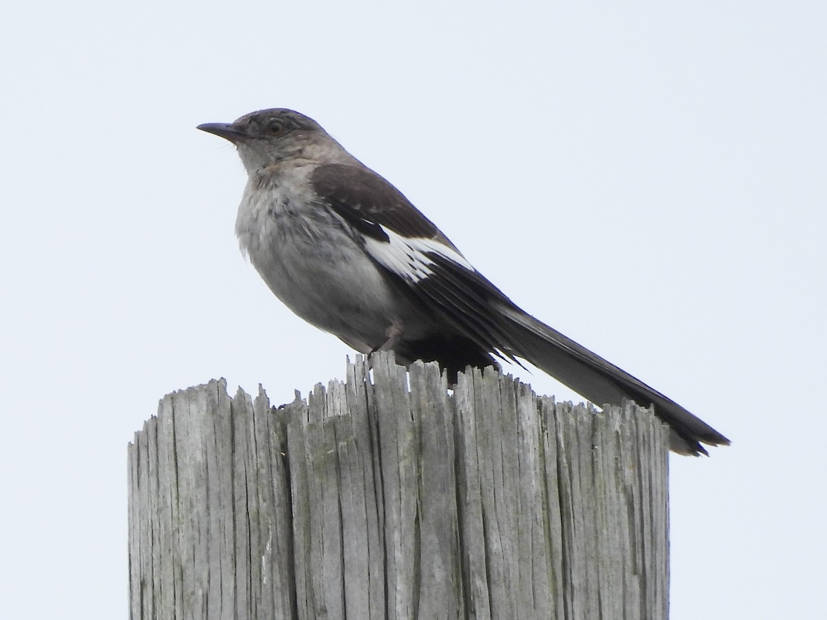 Northern Mockingbird - ML638730539