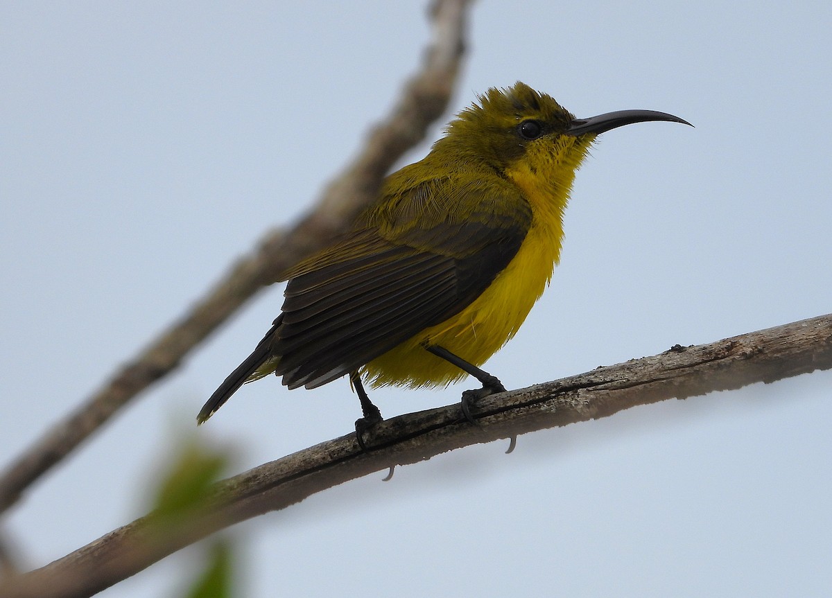 Sahul Sunbird - ML638730555