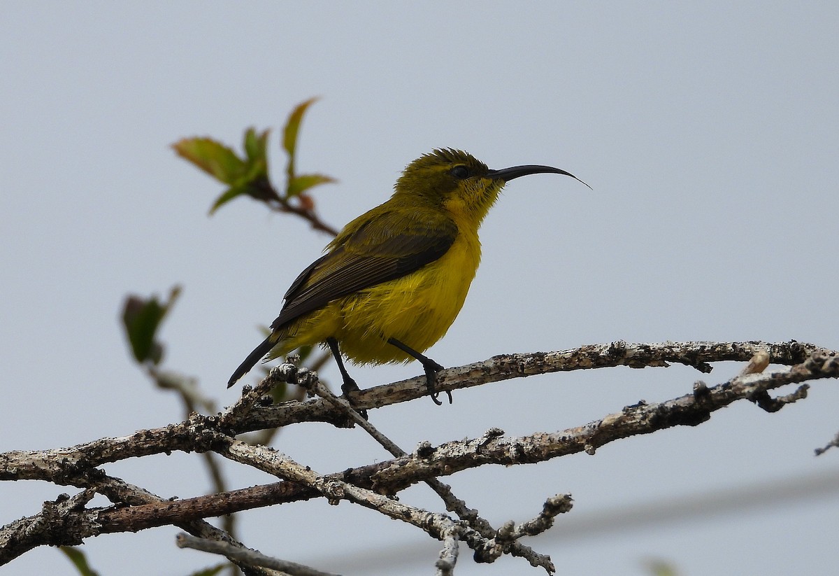 Sahul Sunbird - ML638730562