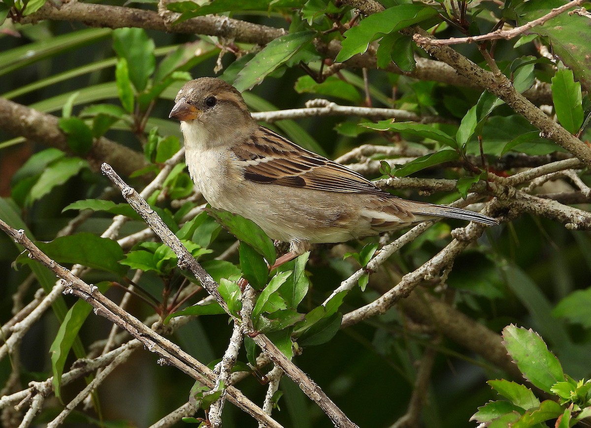 House Sparrow - ML638730565