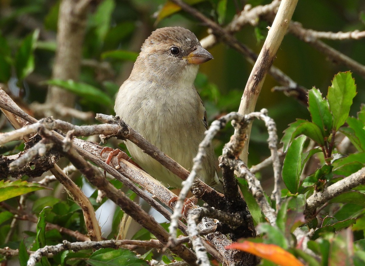 House Sparrow - ML638730573