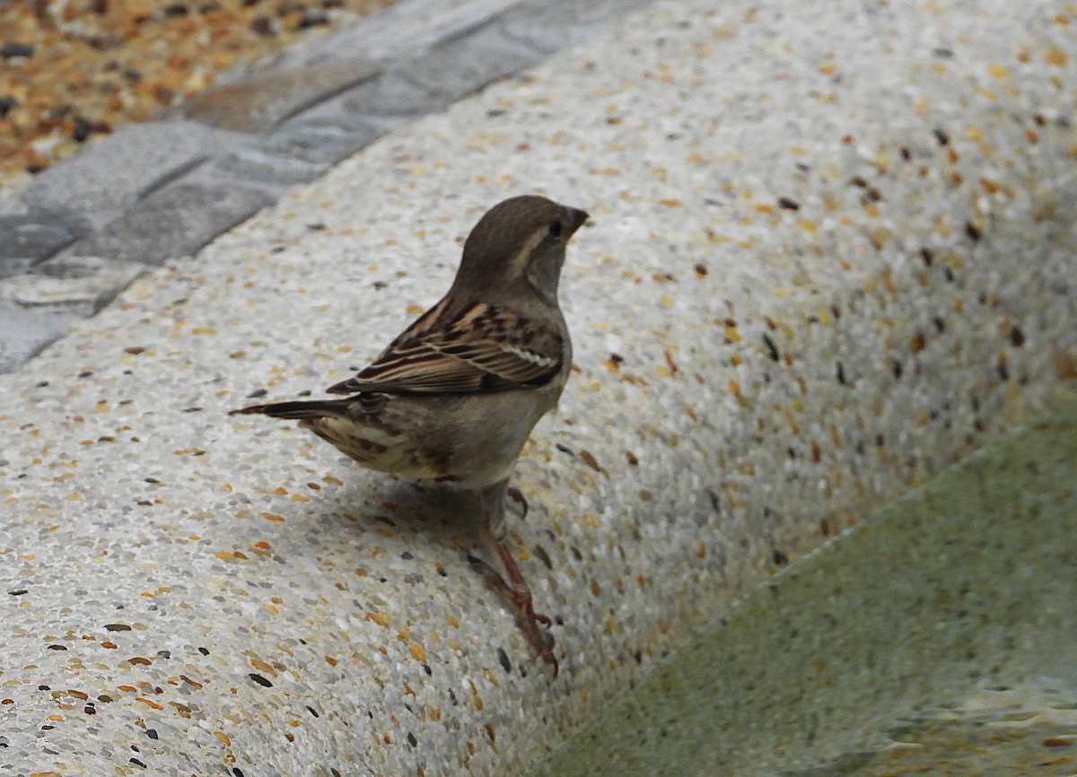 House Sparrow - ML638730575