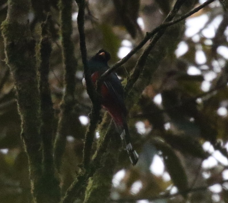 Masked Trogon - ML638730590