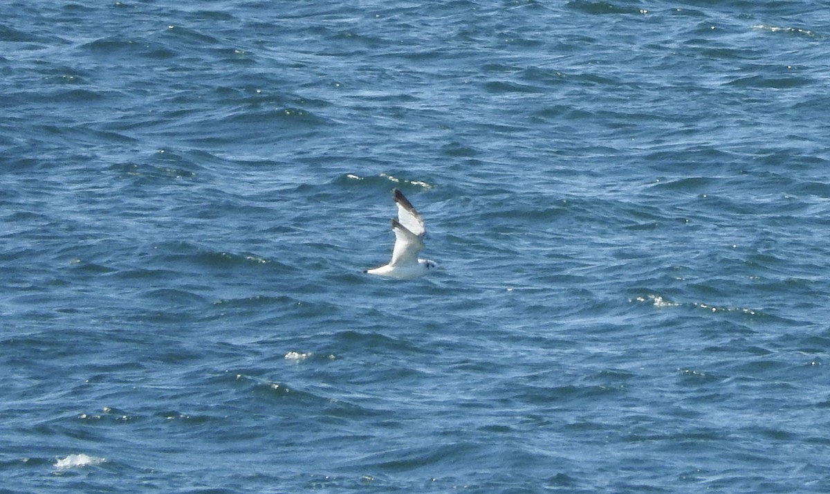 Mouette tridactyle - ML63873061