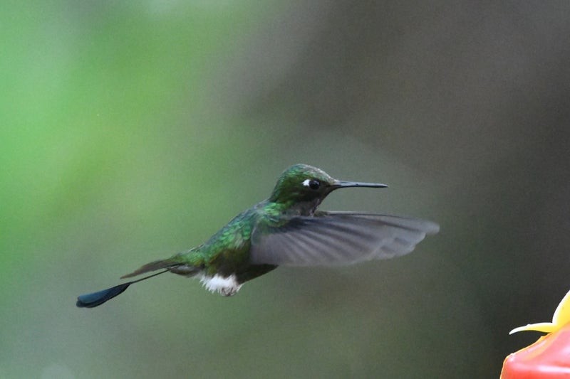 White-booted Racket-tail - ML638730629