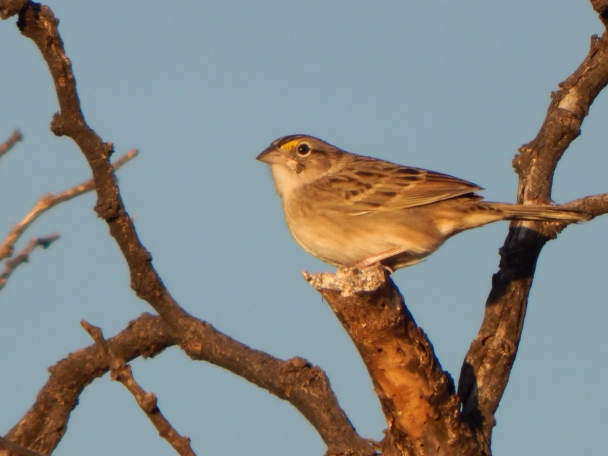 Grassland Sparrow - ML638730631
