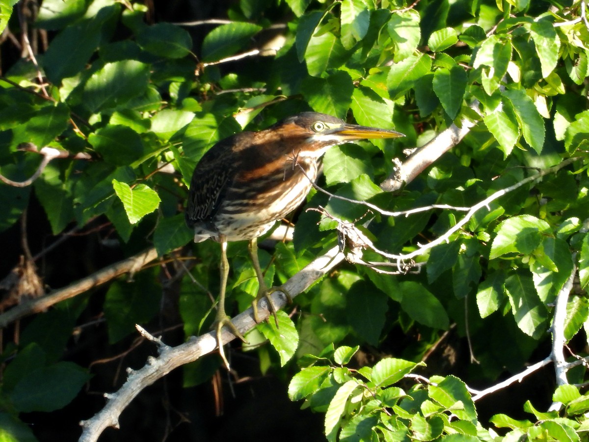 Green Heron - ML638730642
