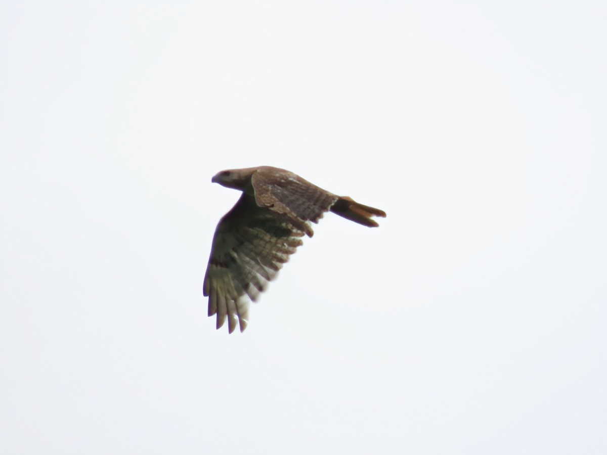 Red-tailed Hawk - ML638730651