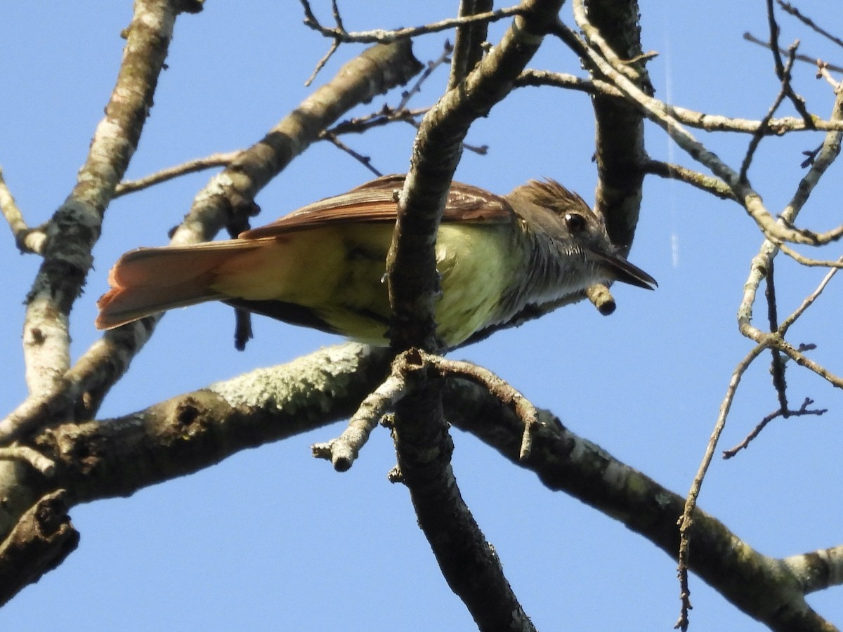 Great Crested Flycatcher - ML638730658