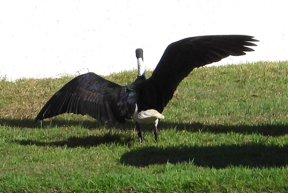 Straw-necked Ibis - ML638730663