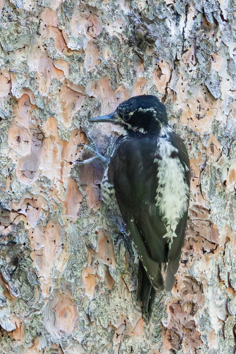 American Three-toed Woodpecker - ML638730671