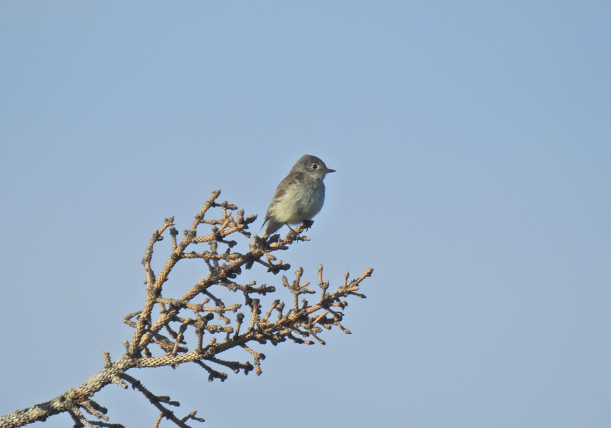 Dusky Flycatcher - ML638730674