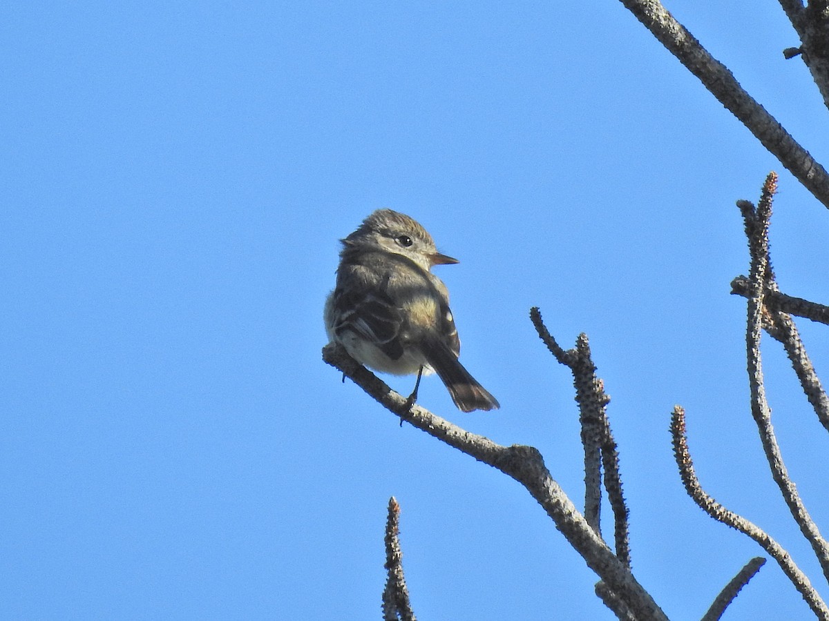 Dusky Flycatcher - ML638730678