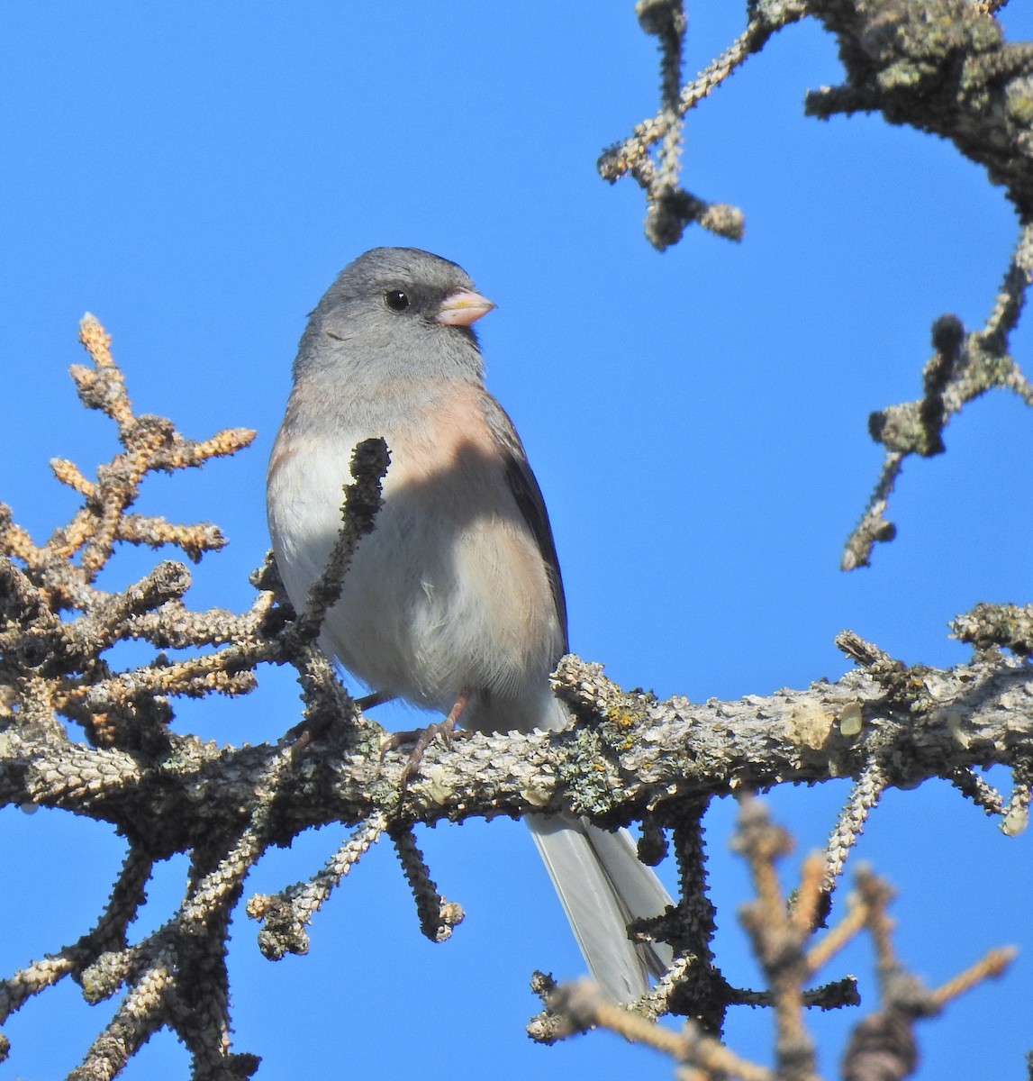 Dark-eyed Junco (Pink-sided) - ML638730701
