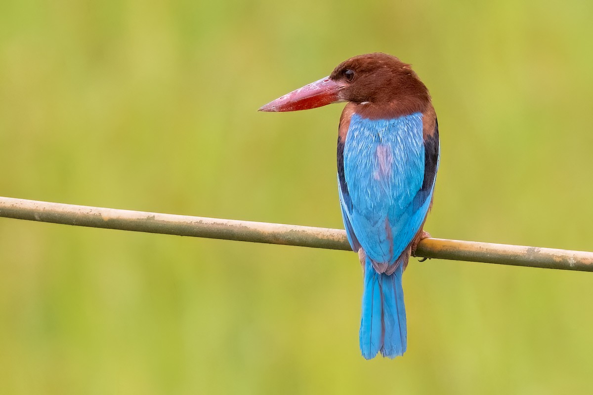 White-throated Kingfisher - ML638730702