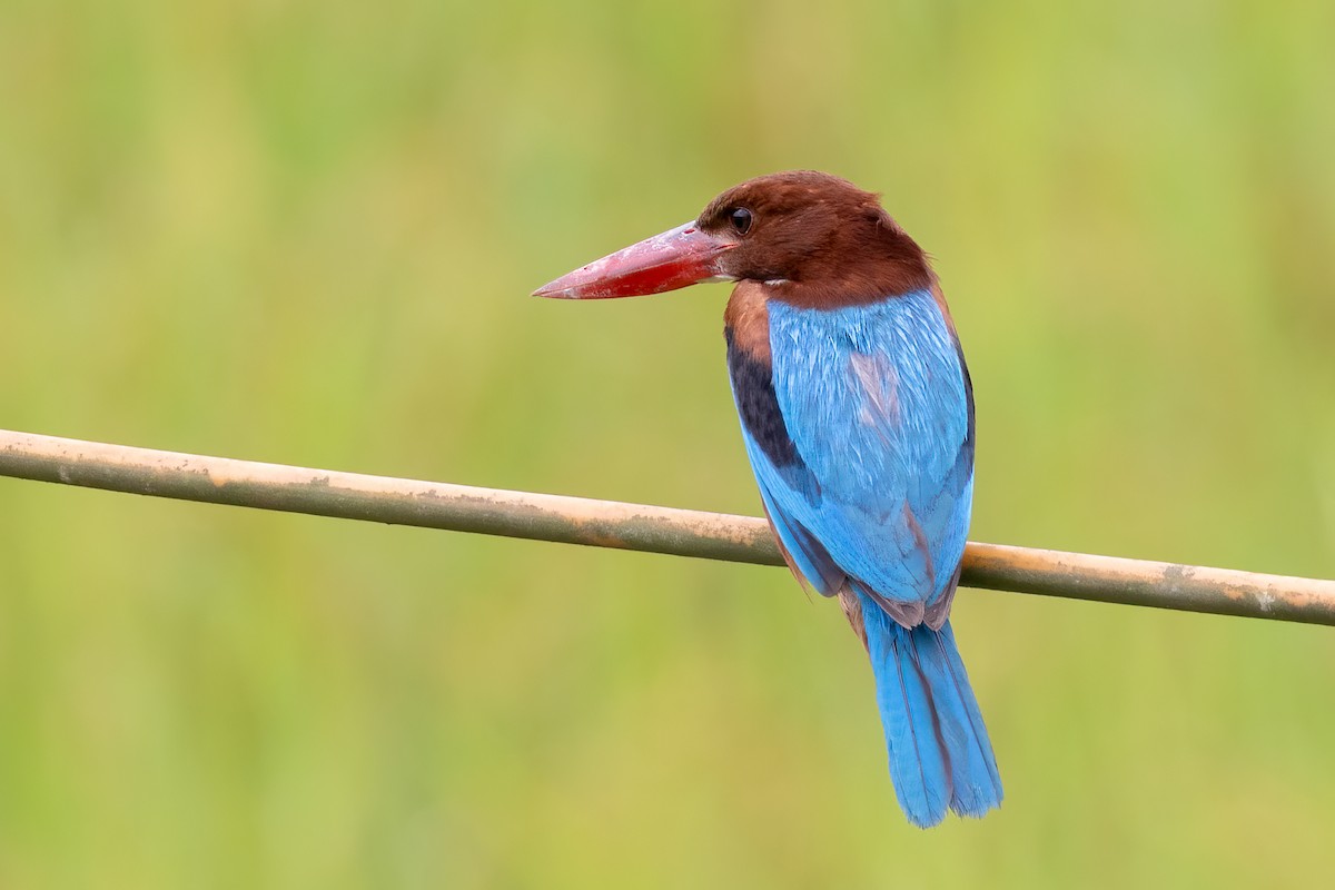 White-throated Kingfisher - ML638730703