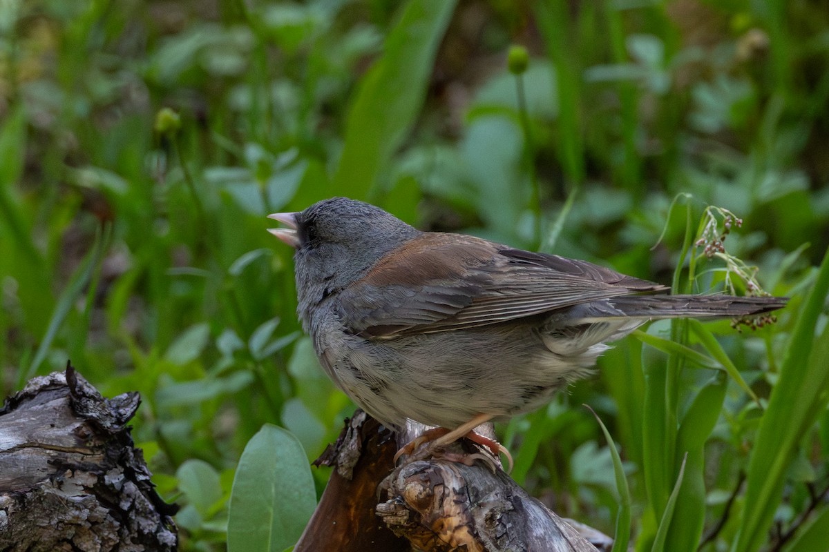 Dark-eyed Junco - ML638730704
